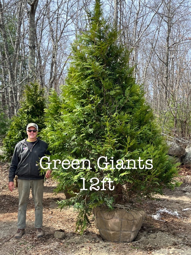 brown and green trees during daytime