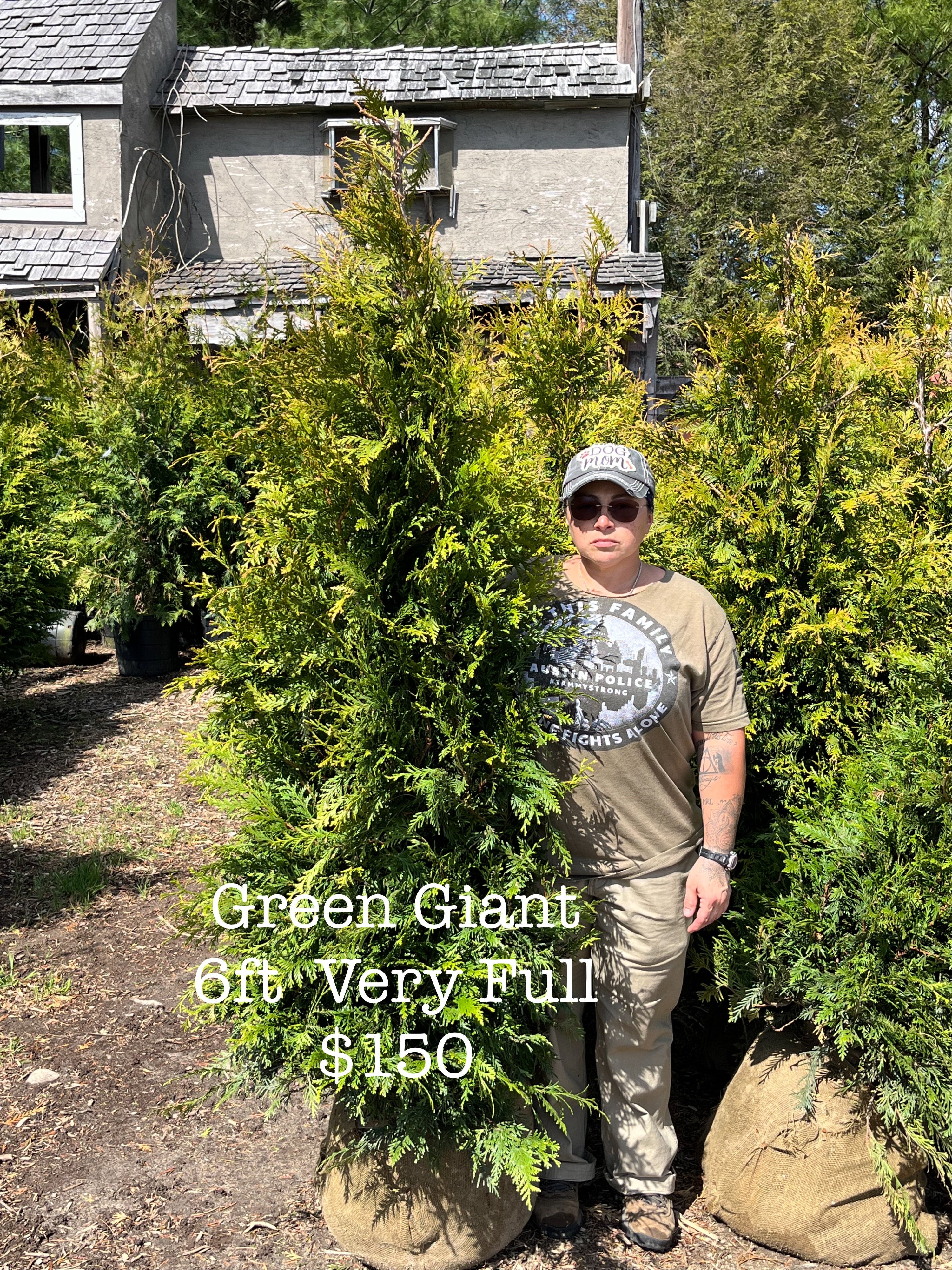 Green Giant Arborvitae | Big John Leyden's Tree Farm & Nursery 179