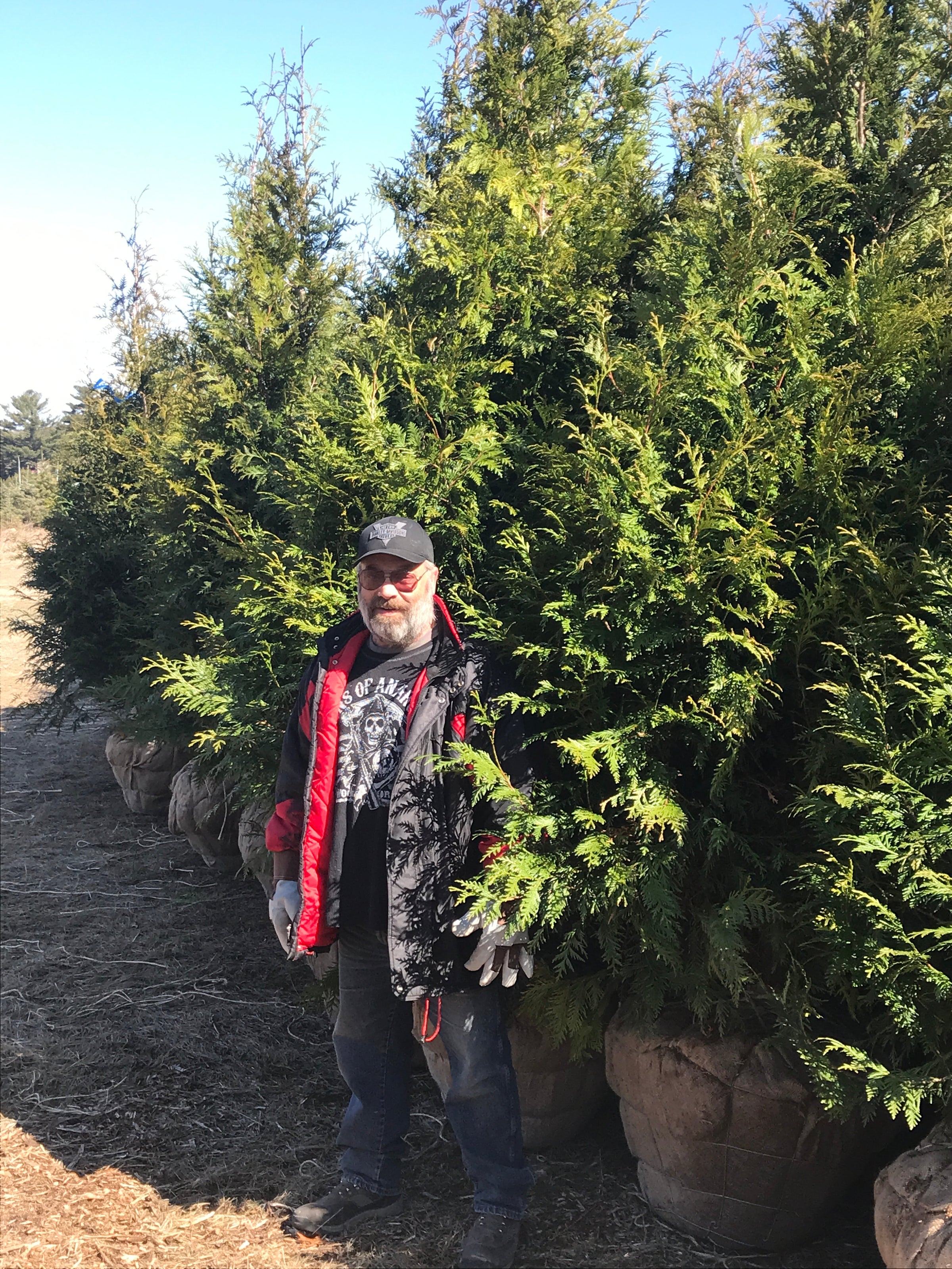 Green Giants 10 ft - B&B | Big John Leyden's Tree Farm & Nursery