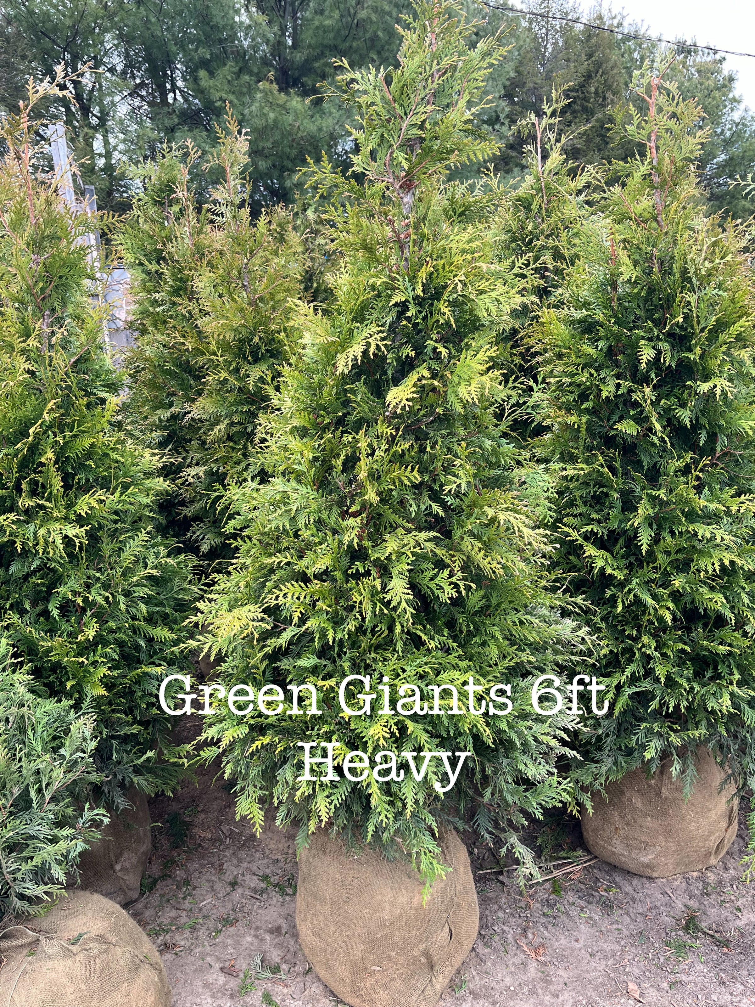 Green Giant Arborvitae | Big John Leyden's Tree Farm & Nursery 179