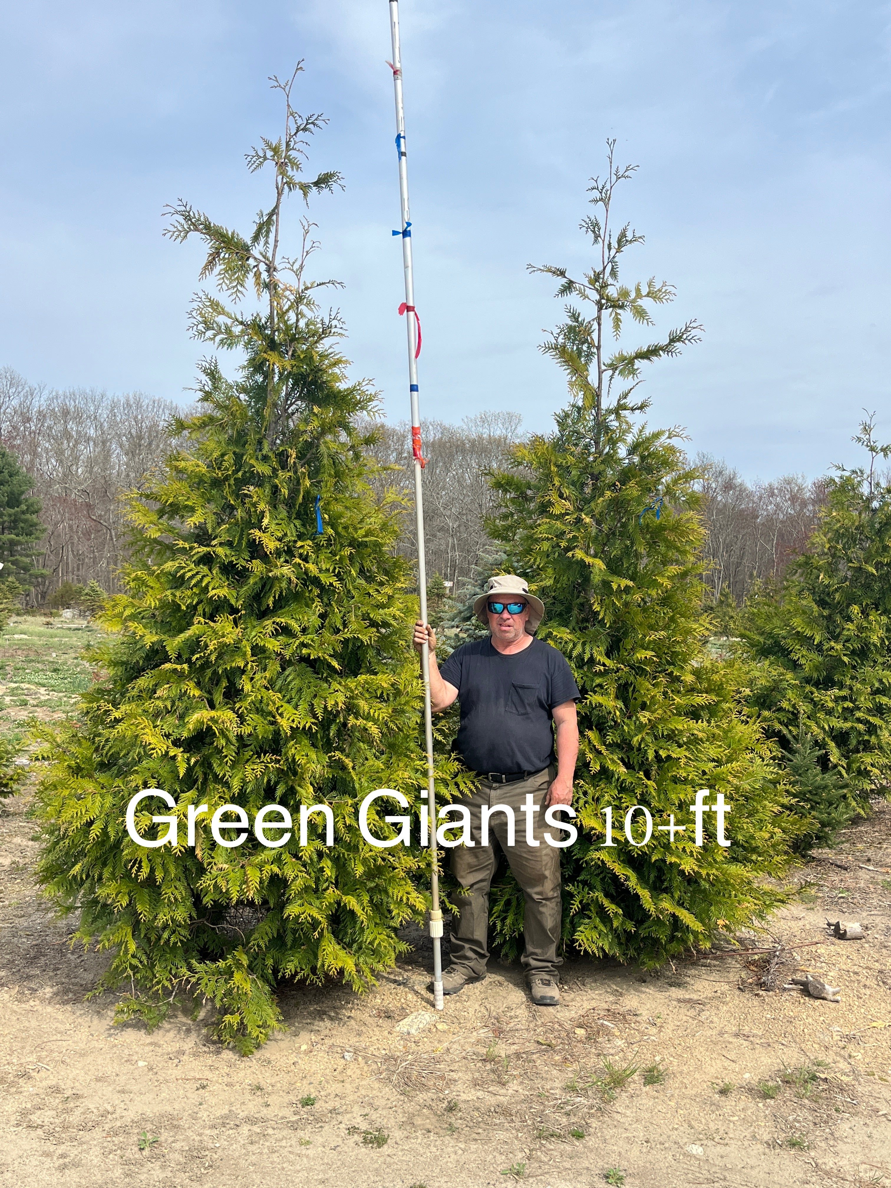Green Giants 10 ft - B&B | Big John Leyden's Tree Farm & Nursery