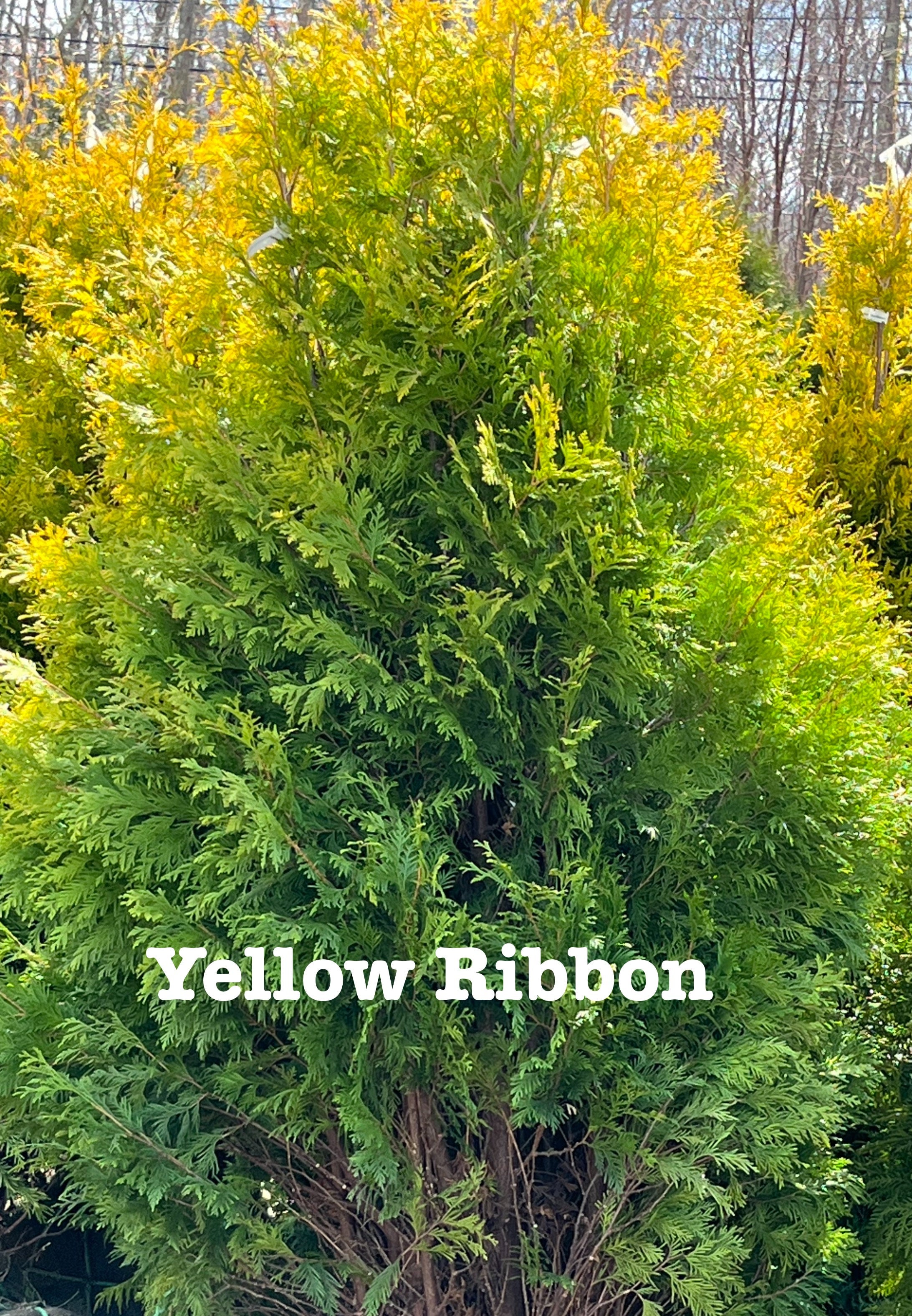 yellow ribbon arborvitae Big John Leydens Tree Farm & Nursery 179