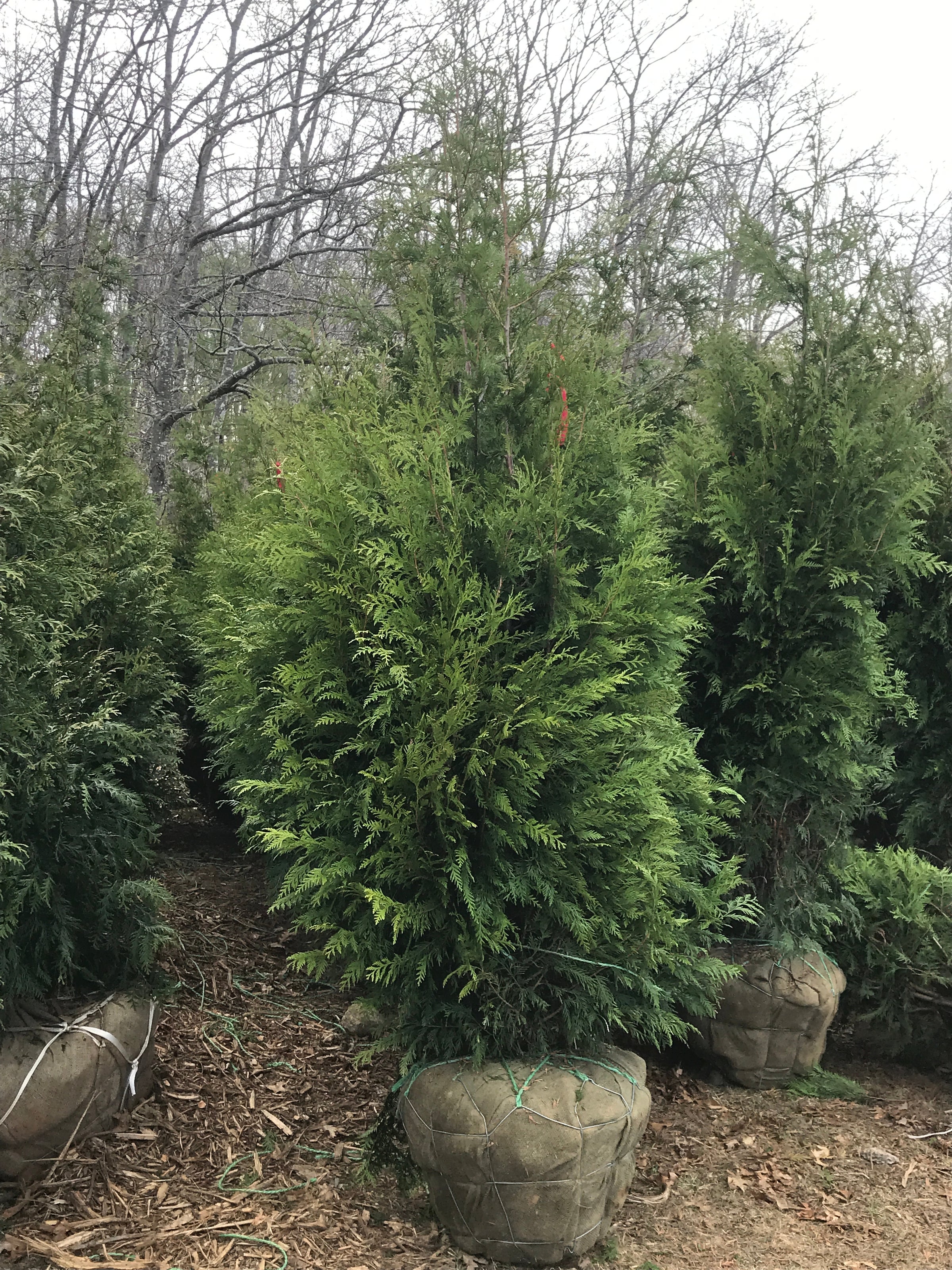 Vdtthuja Green Giant Spacing 82 - gljcwzm