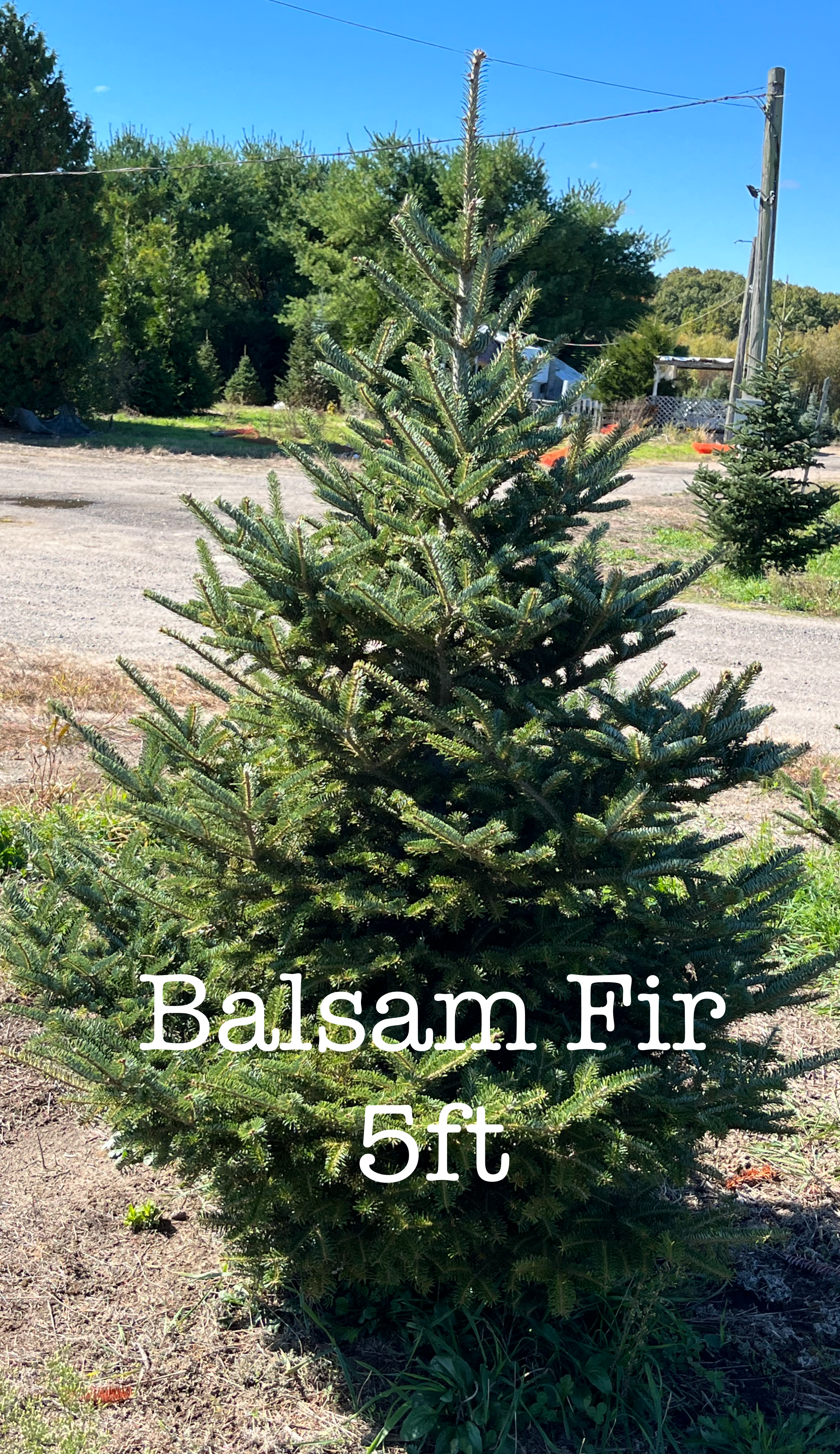 Balsam Fir