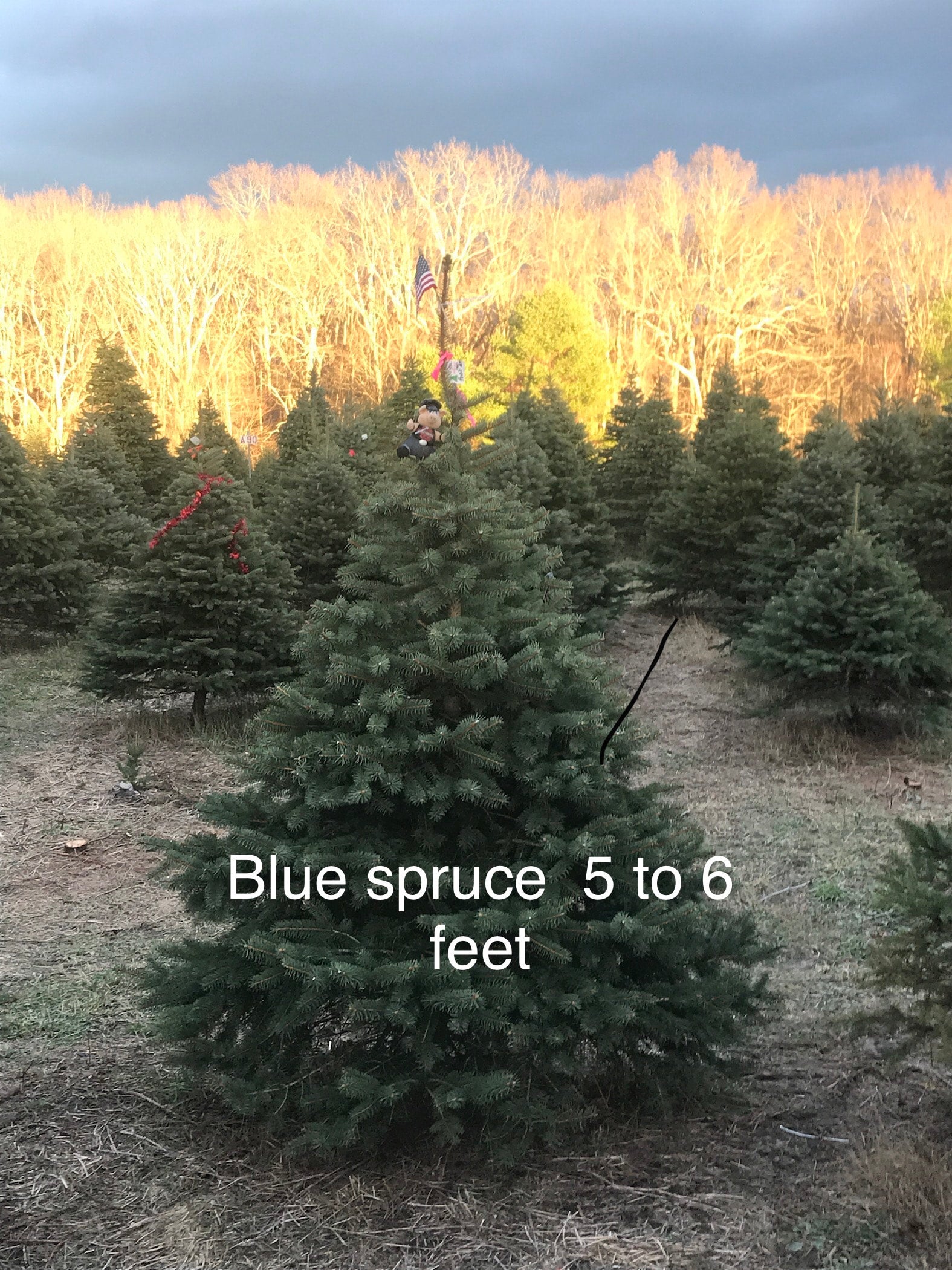 Blue Spruce 5 ft Big John Leydens Tree Farm & Nursery 179 Plain
